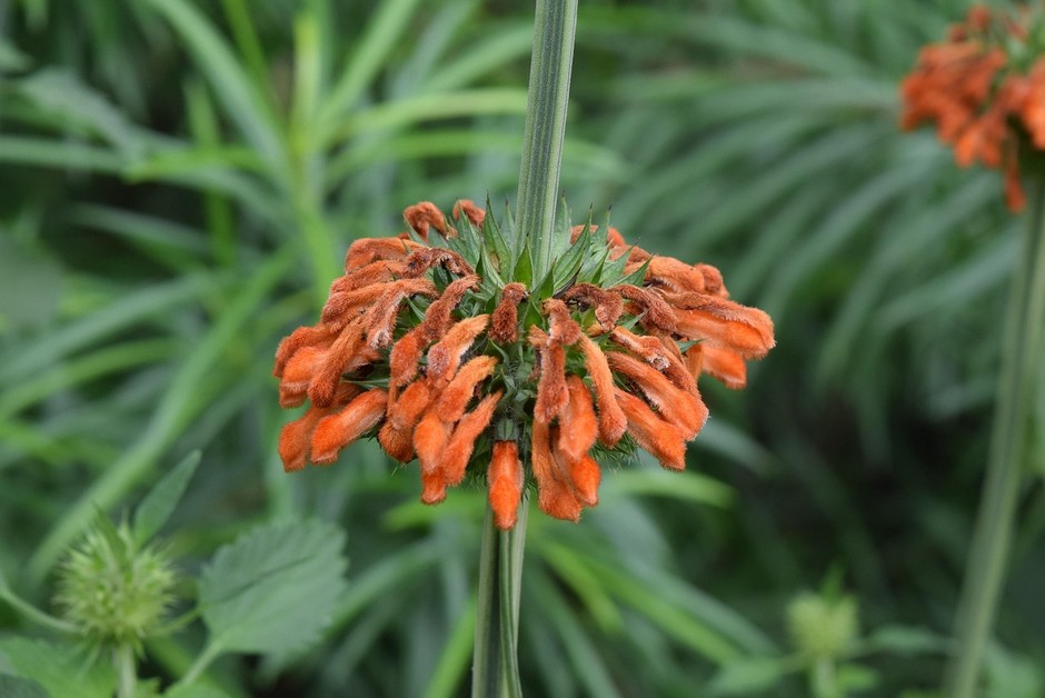 photo de Leonotis leonurus d3c1d9ae