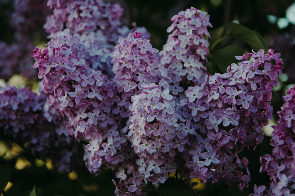 photo de Lilas 08cfebe3