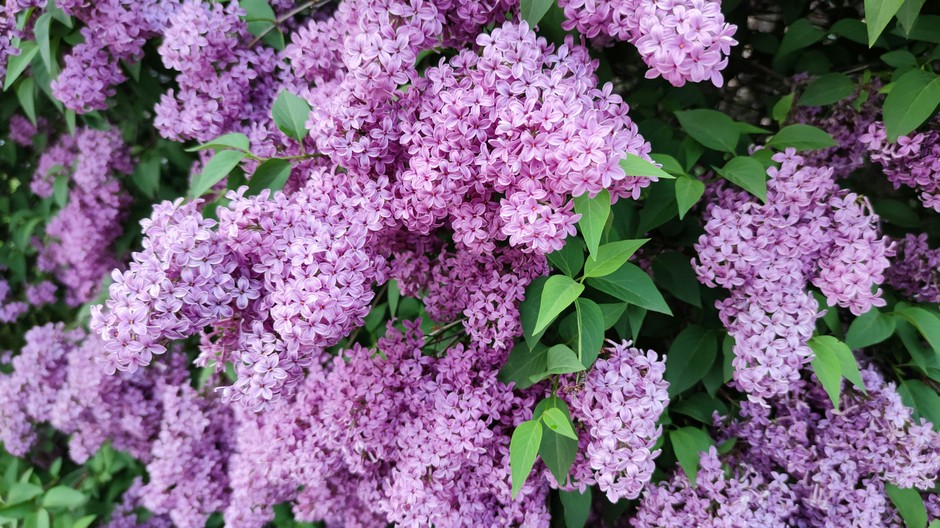 photo de Lilas cd175fc0