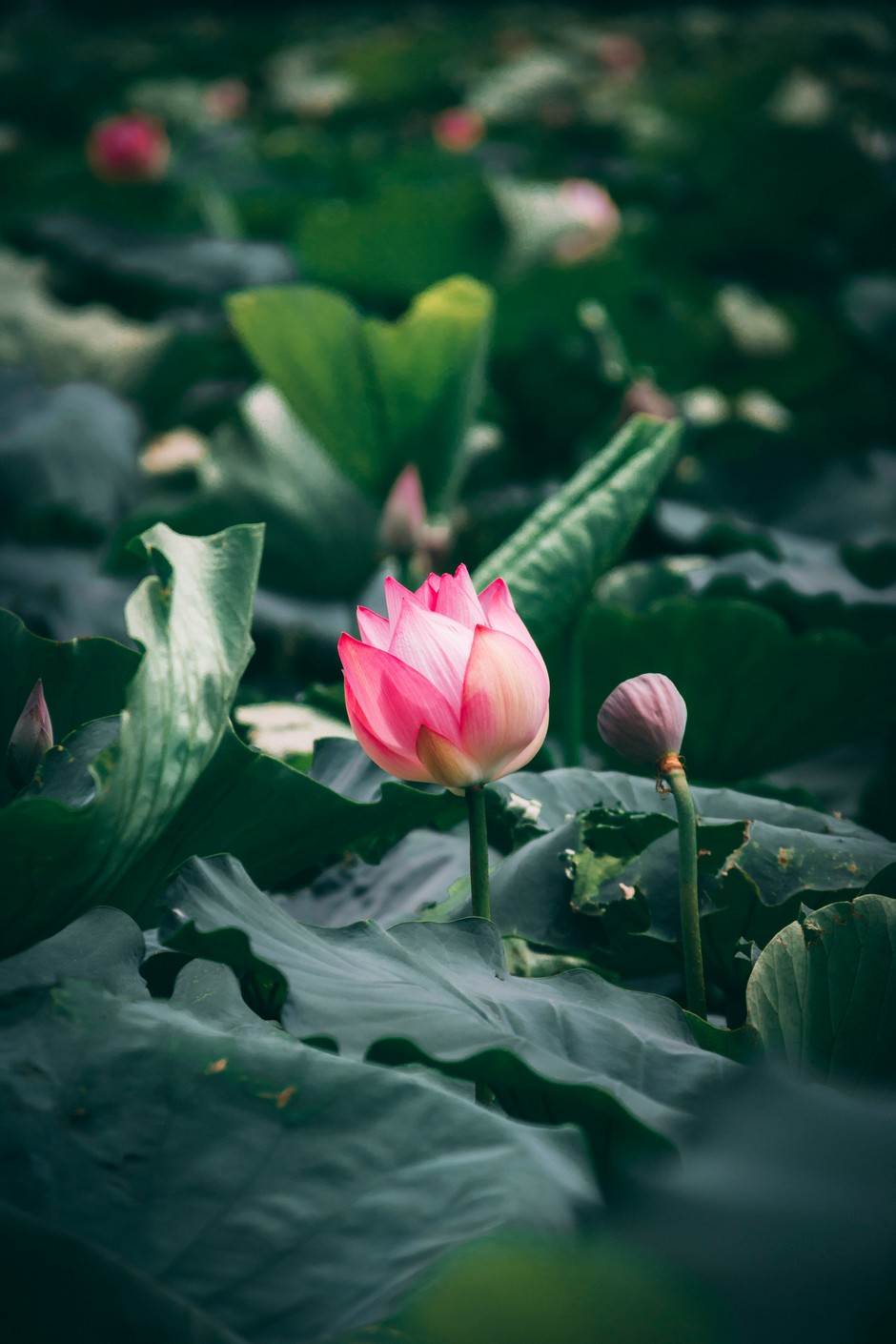 photo de Lotus a5f7d202