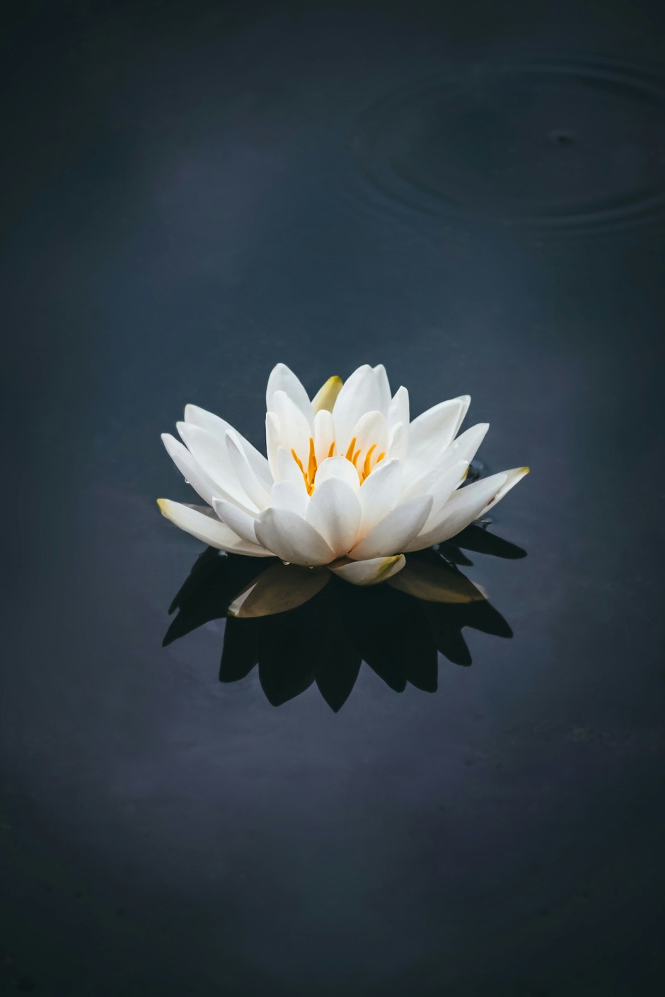photo de Lotus aa98dc6f