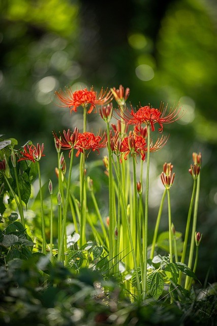 photo de Lycoris rouge 3e394ca6