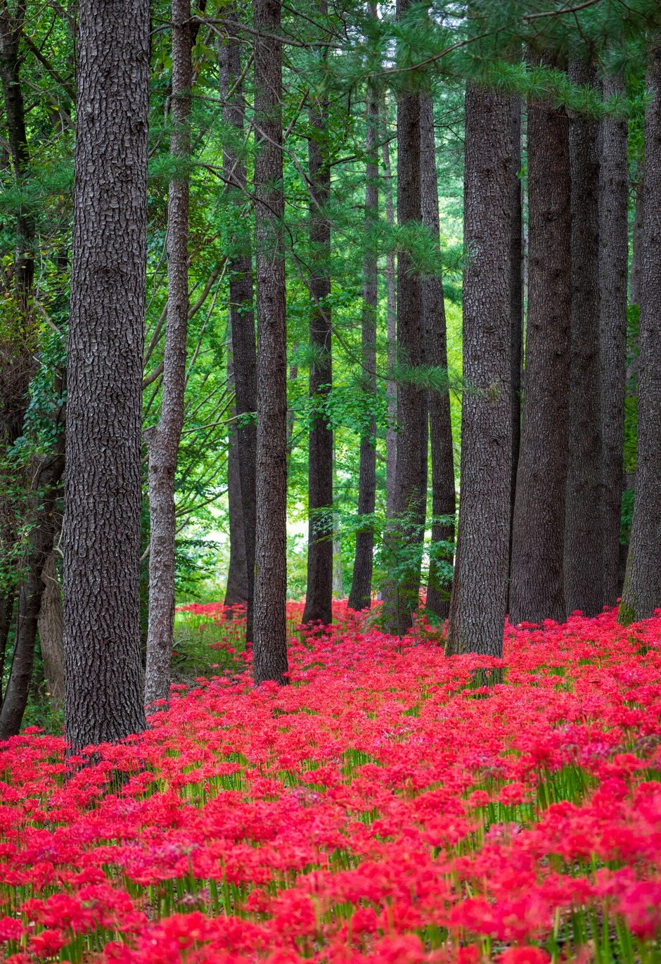 photo de Lycoris rouge 568ce6c3
