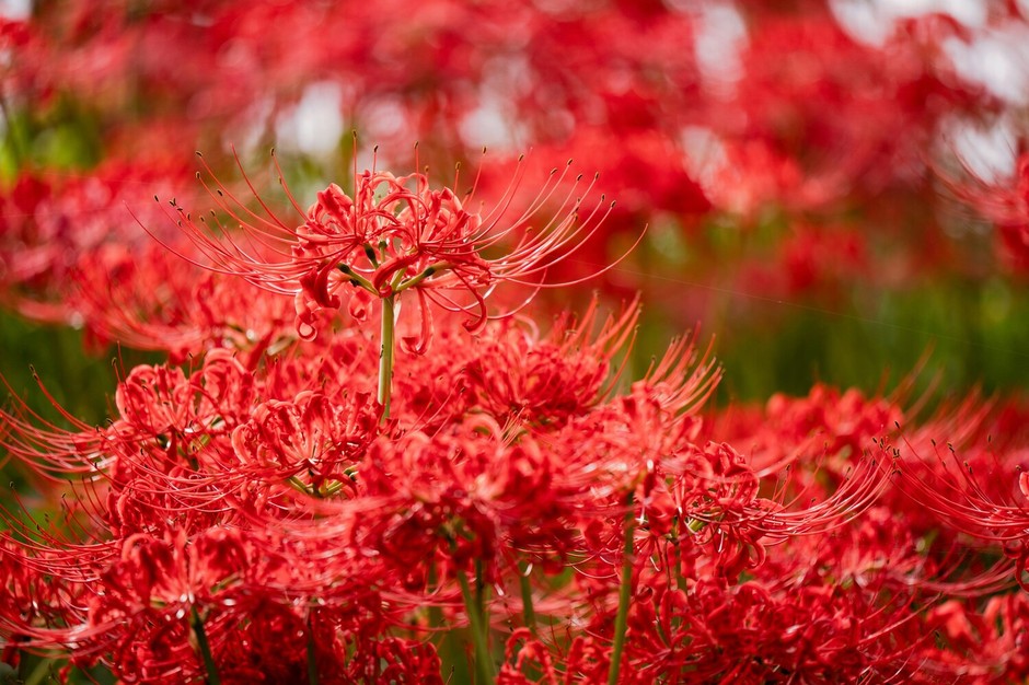 photo de Lycoris rouge 8f2aed94