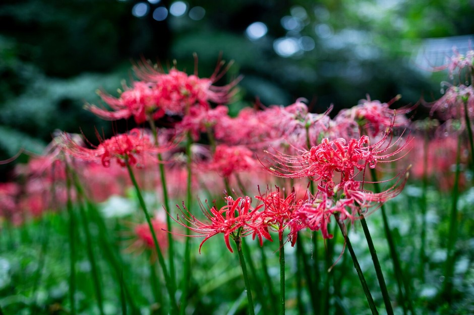 photo de Lycoris rouge dbfdf65e