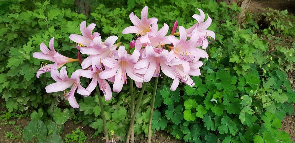 photo de Lys de la résurrection 93c875ac