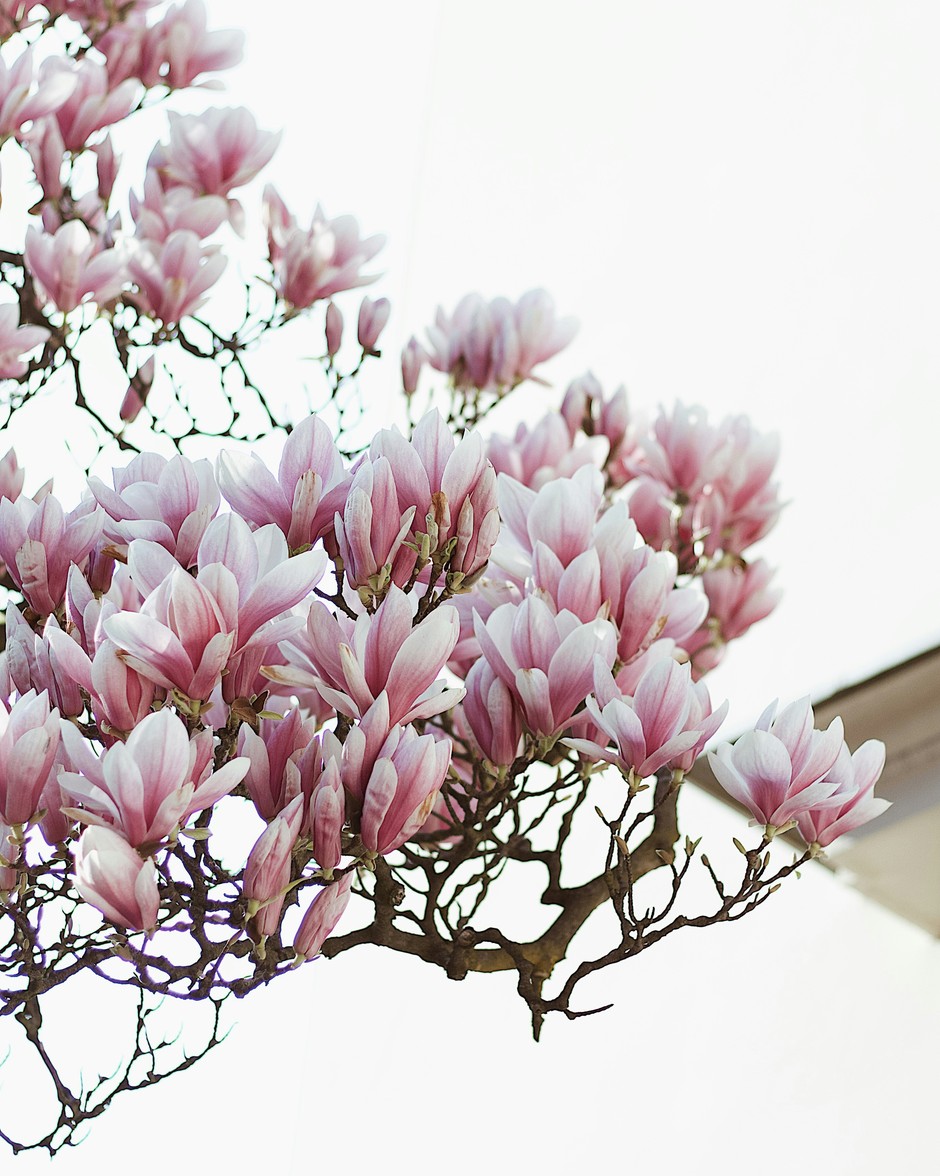 photo de Magnolia 74273617
