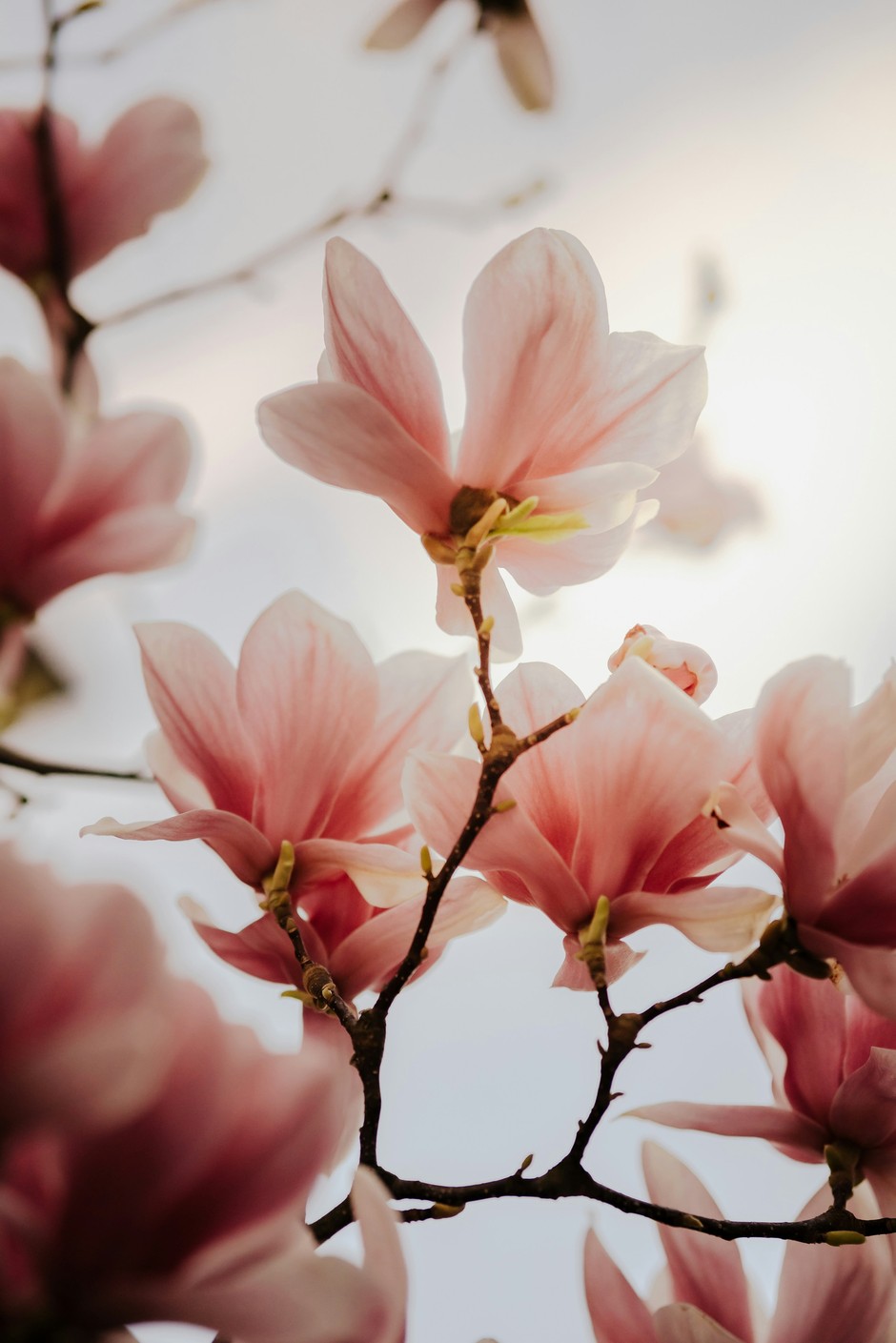 photo de Magnolia 902228dd