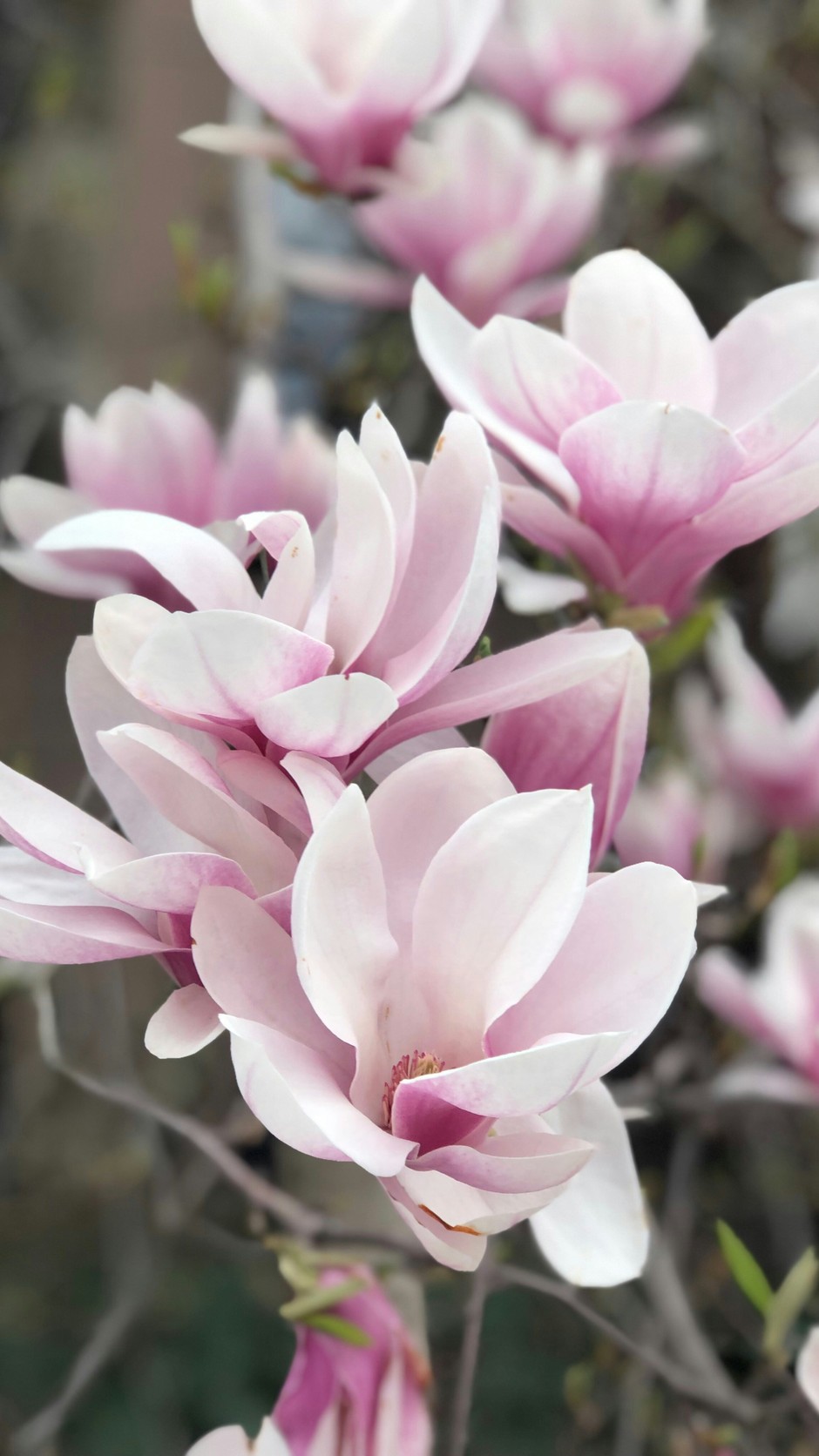 photo de Magnolia ae3d87e0