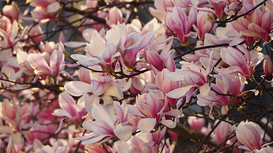 photo de Magnolia c24448b1