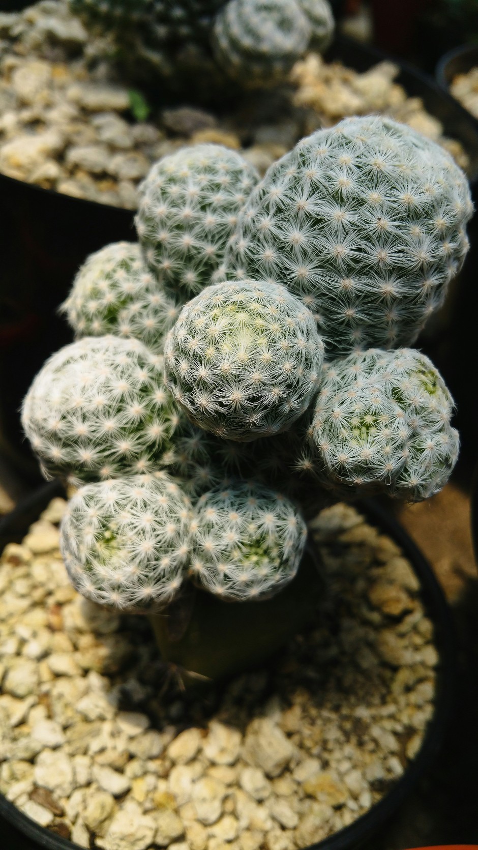 photo de Mammillaria 63356497