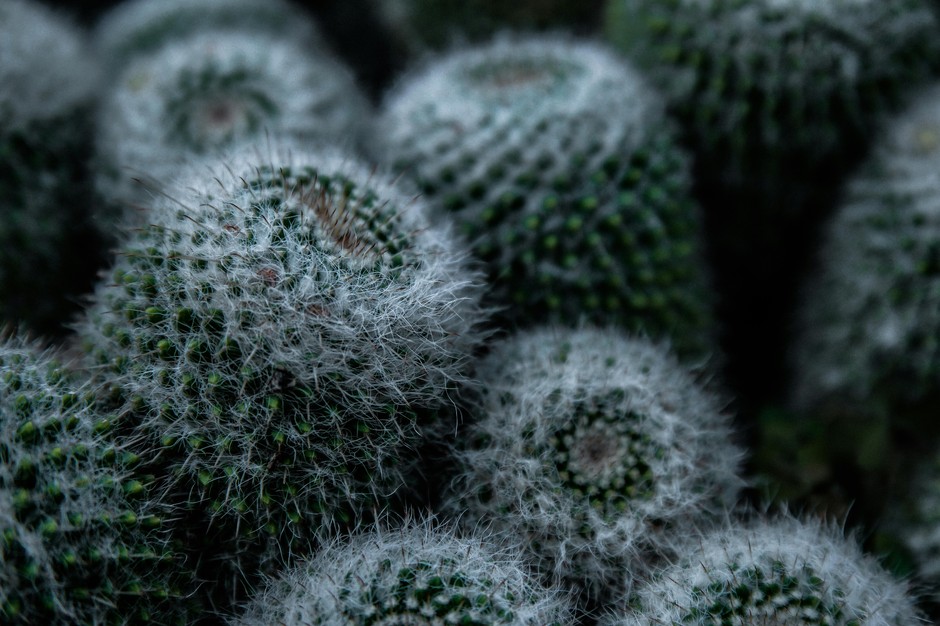 photo de Mammillaria 78997b84