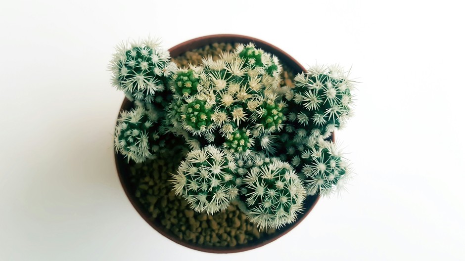 photo de Mammillaria b00c37dd