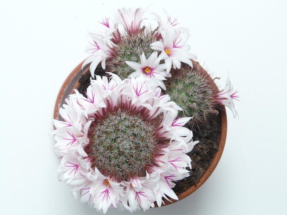 photo de Mammillaria feaafe9b