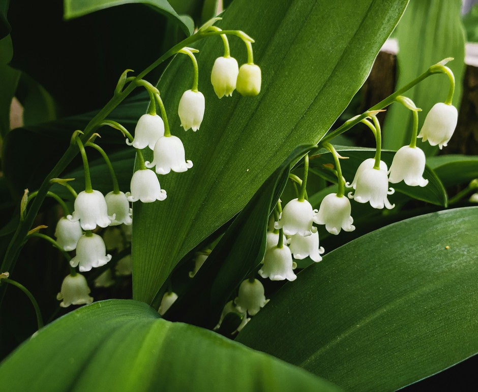 photo de Muguet 7243de6f