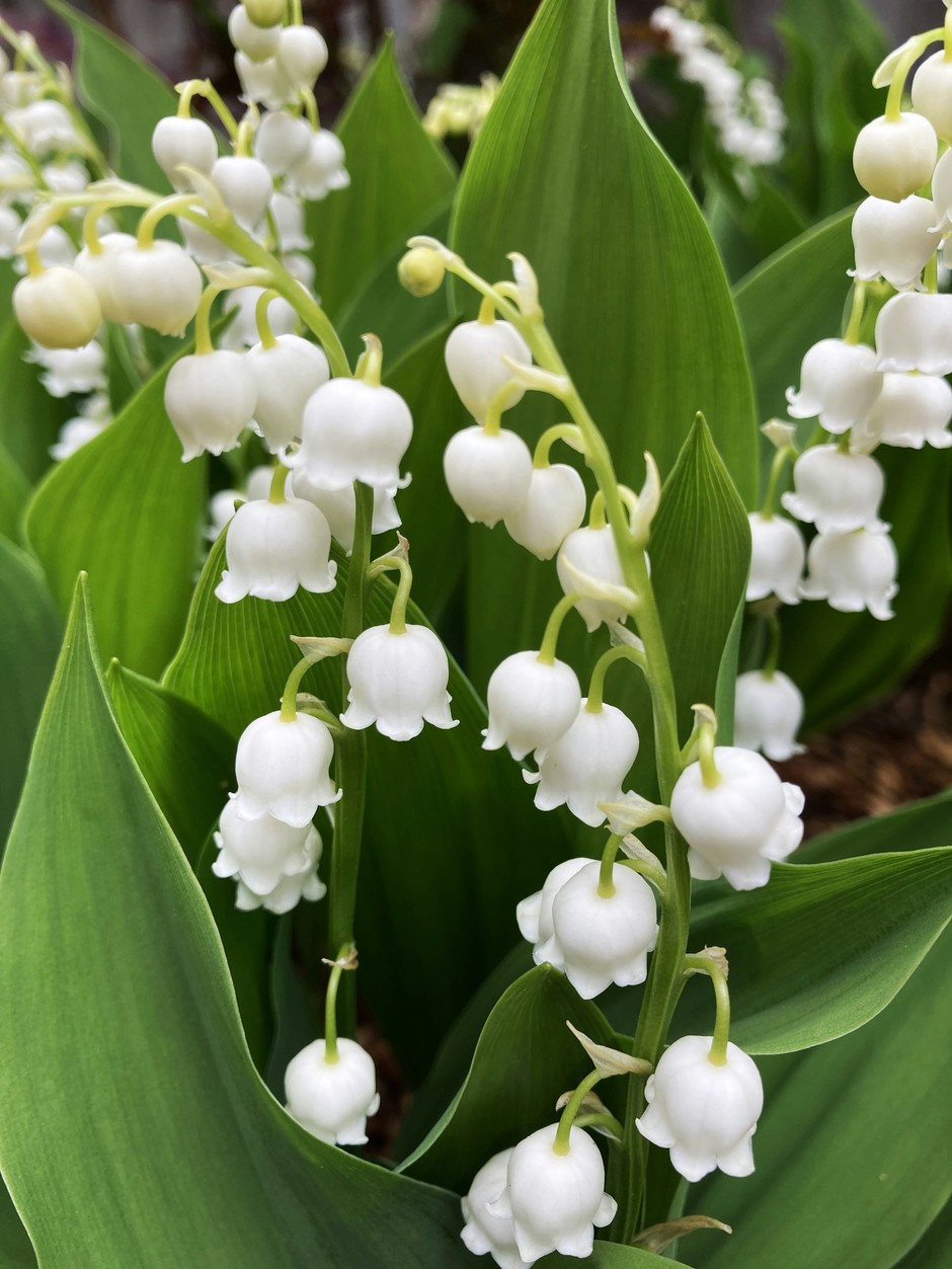 photo de Muguet d18e50f0