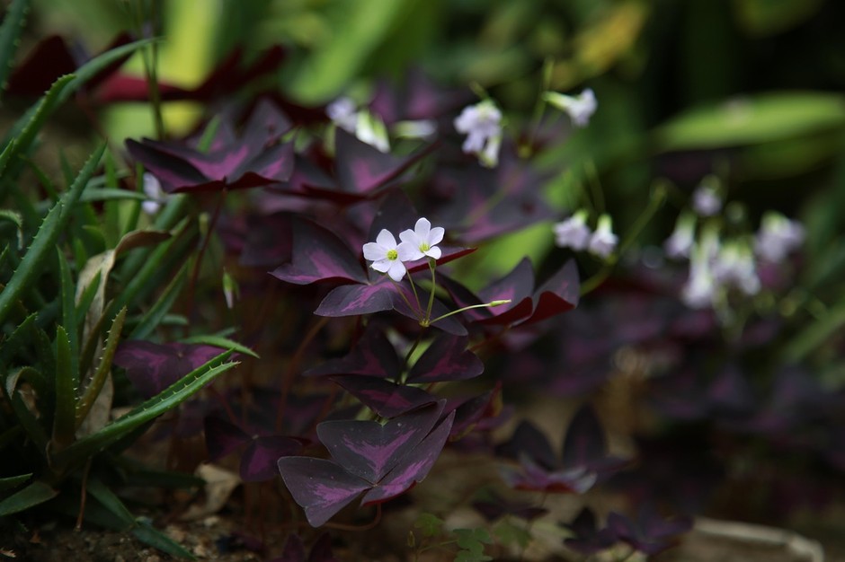 photo de Oxalis 2e996ae6