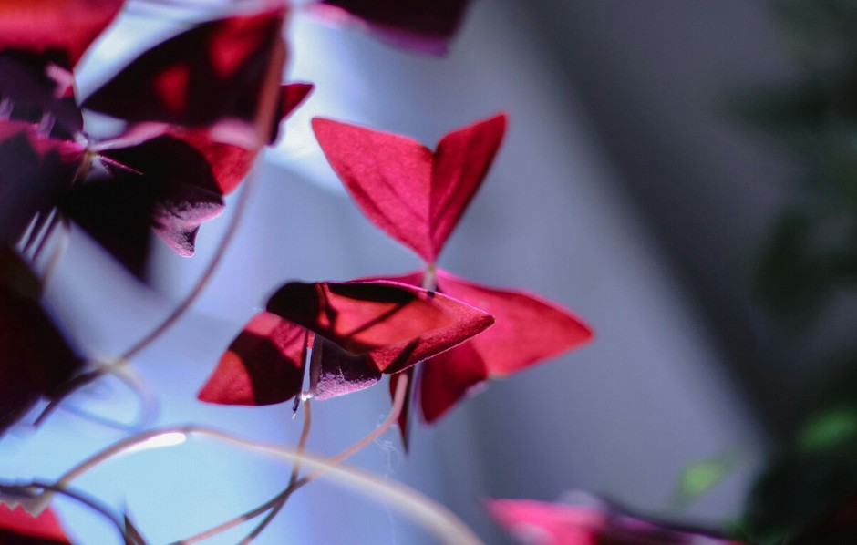 photo de Oxalis 3740cd10