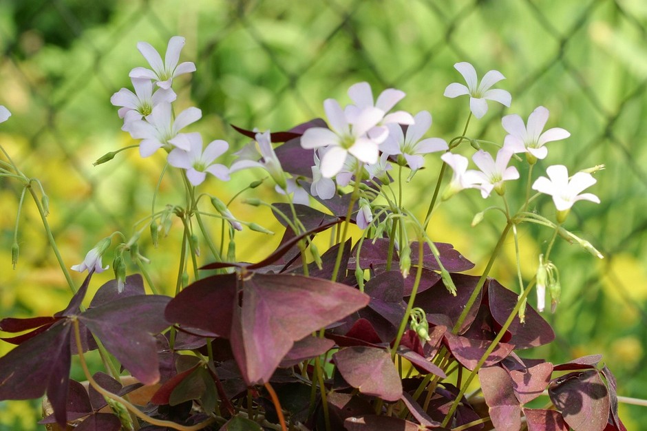 photo de Oxalis 941ec790