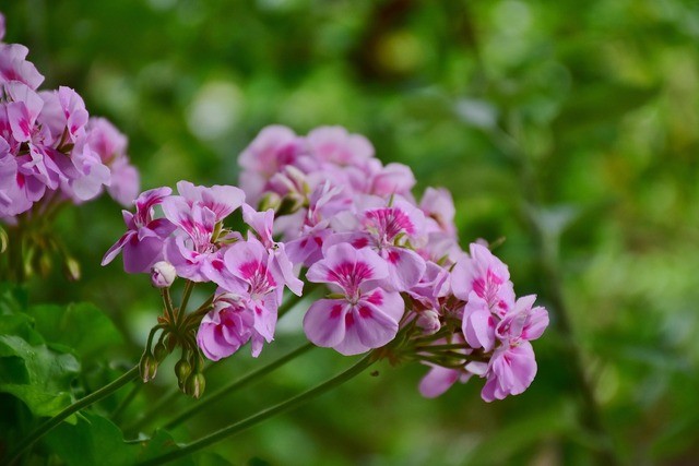 photo de Pélargonium cffe1bf5