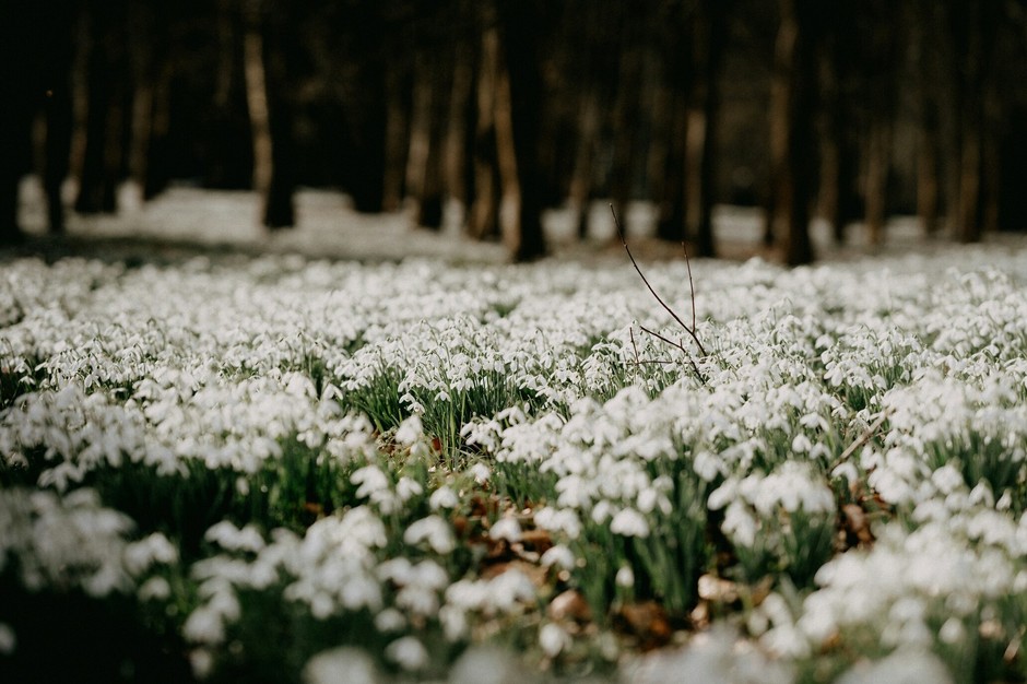 photo de Perce-neige ab9291b6