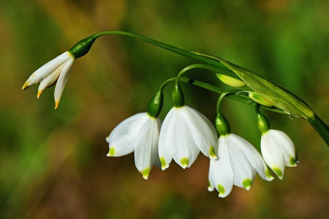 photo de Perce-neige c6cddd8f