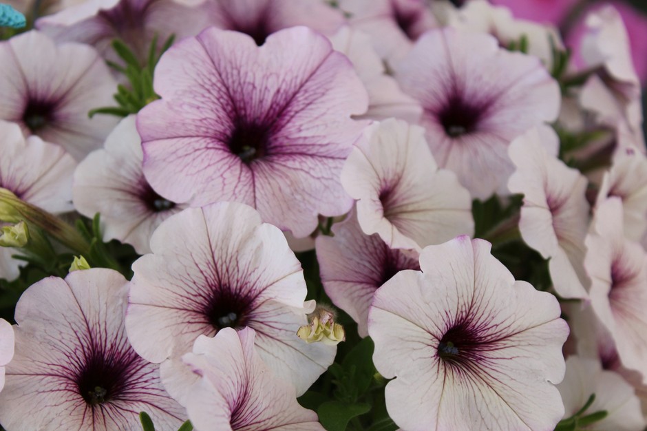photo de Petunia 66b90539