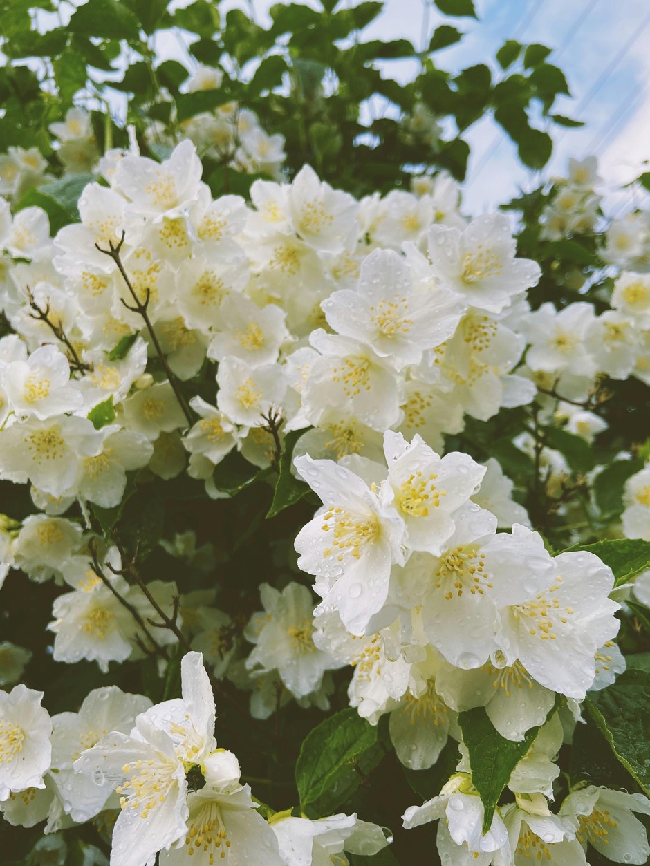 photo de Philadelphus 0ccb8526