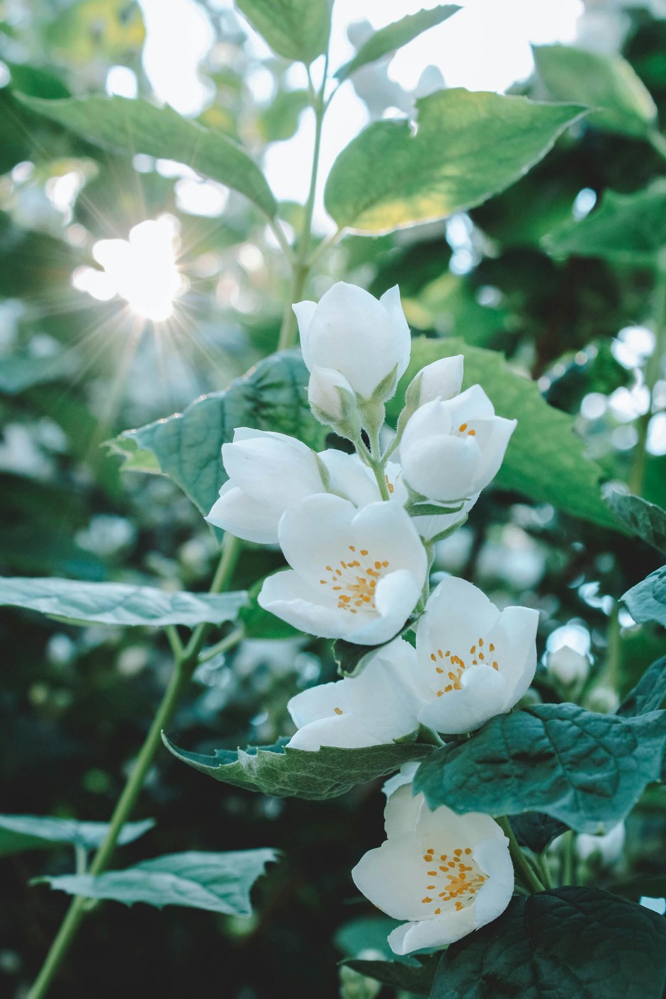 photo de Philadelphus 34910732