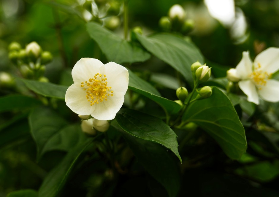 photo de Philadelphus 6adca63c