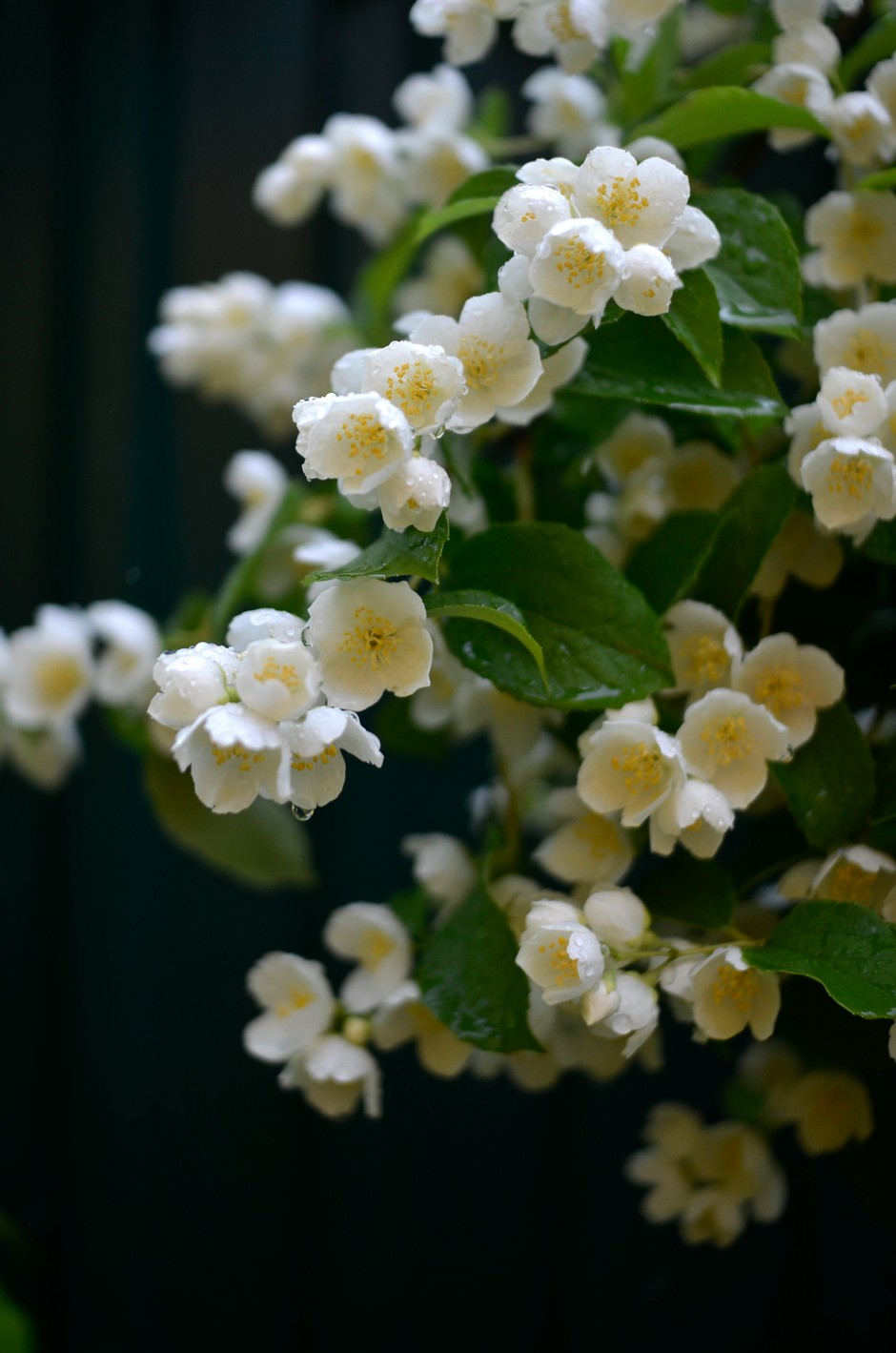 photo de Philadelphus 982c4f3d