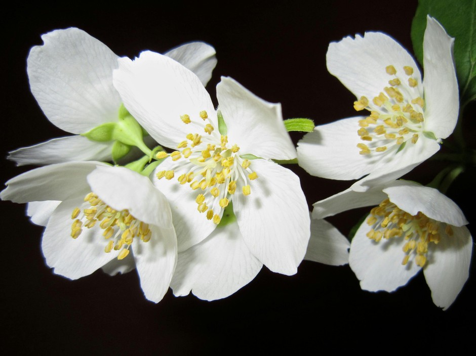 photo de Philadelphus c2527a28