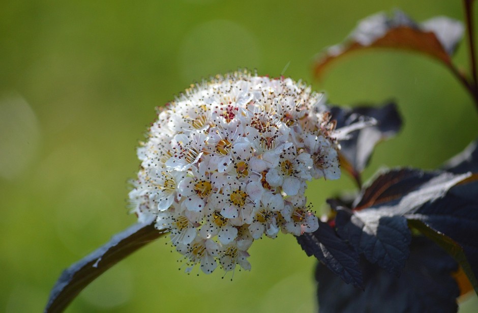photo de Physocarpe f9122aee