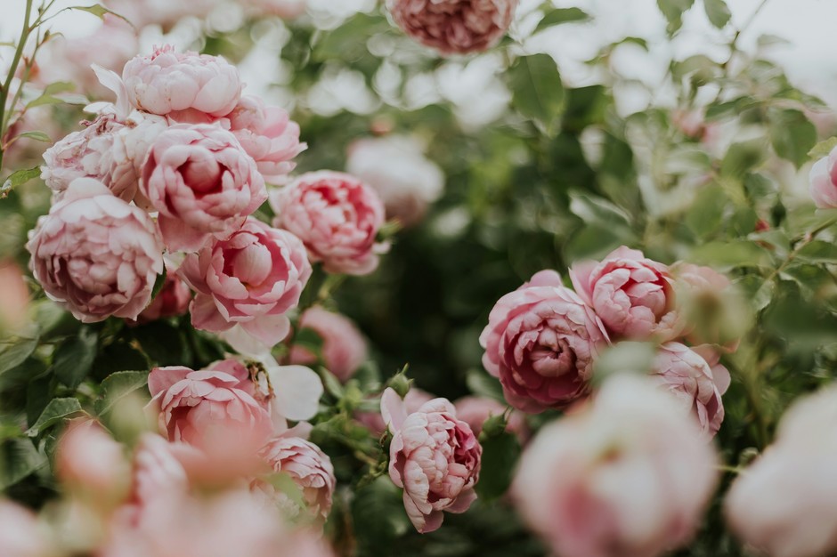 photo de Pivoine ac56f696