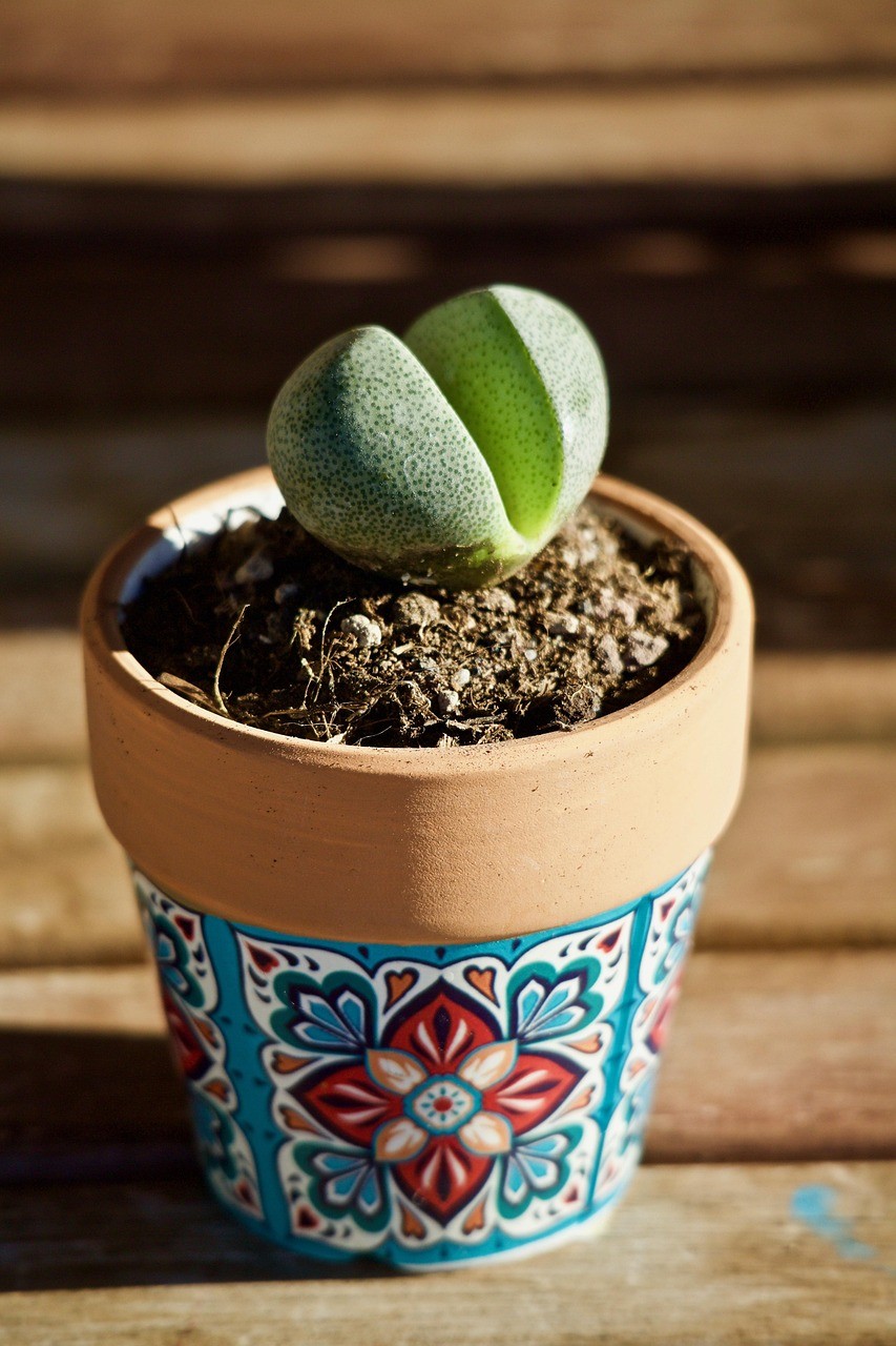 photo de Plantes-cailloux 49f02dce