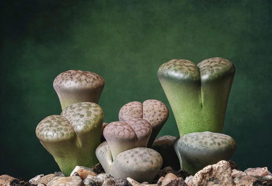photo de Plantes-cailloux 80ef7ca4