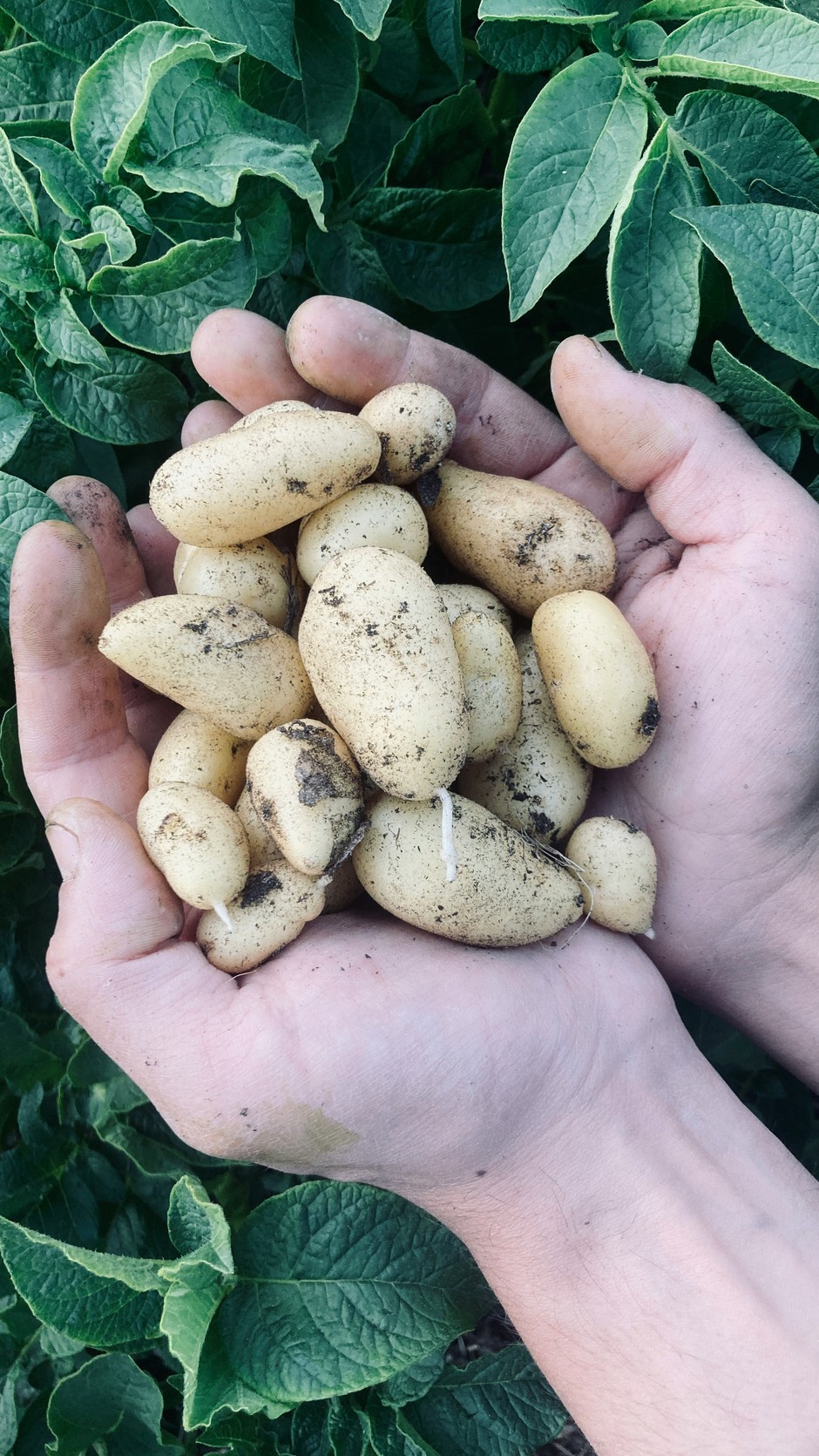 photo de Pomme de terre bf4b7cdc