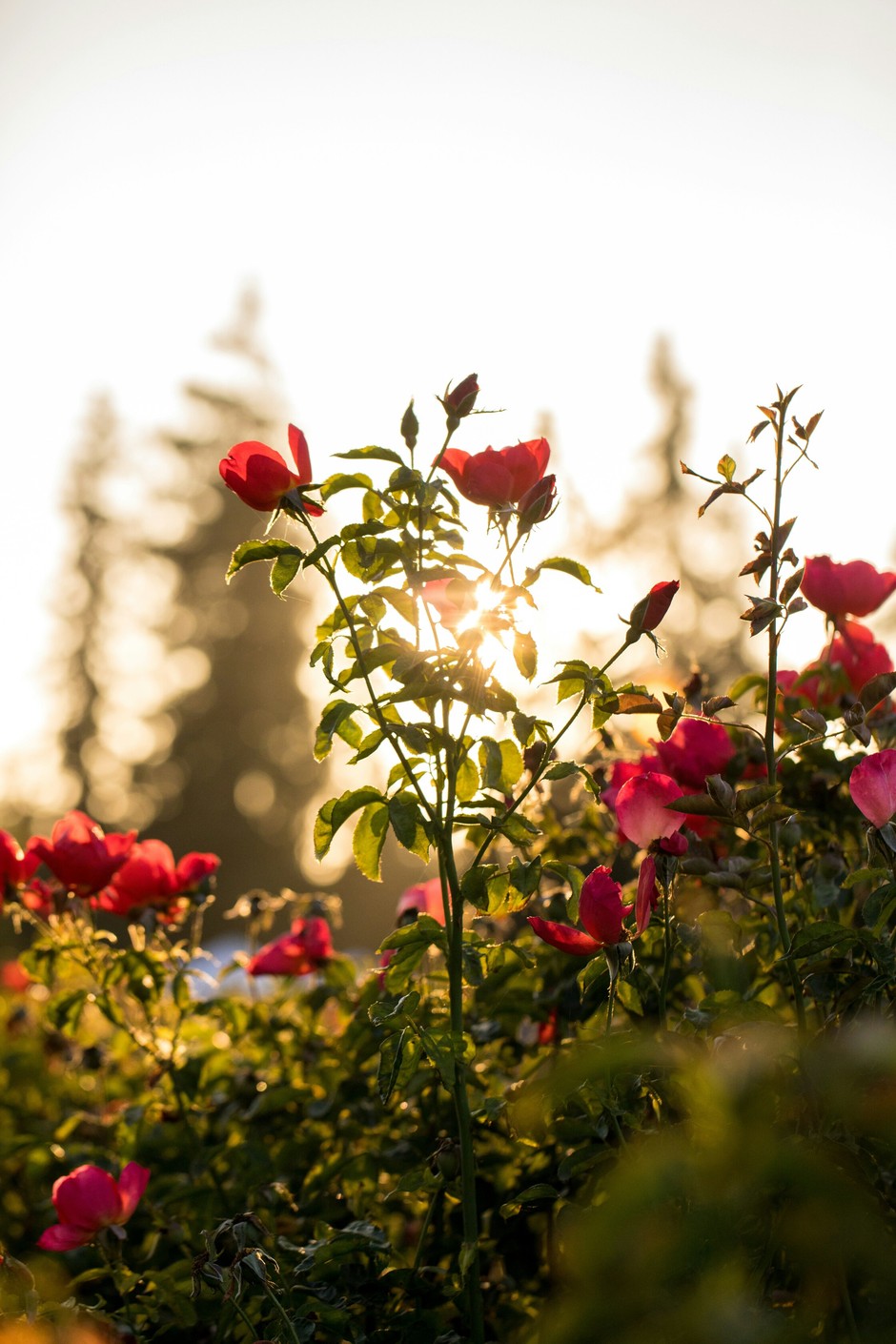 photo de Rose 692708e3