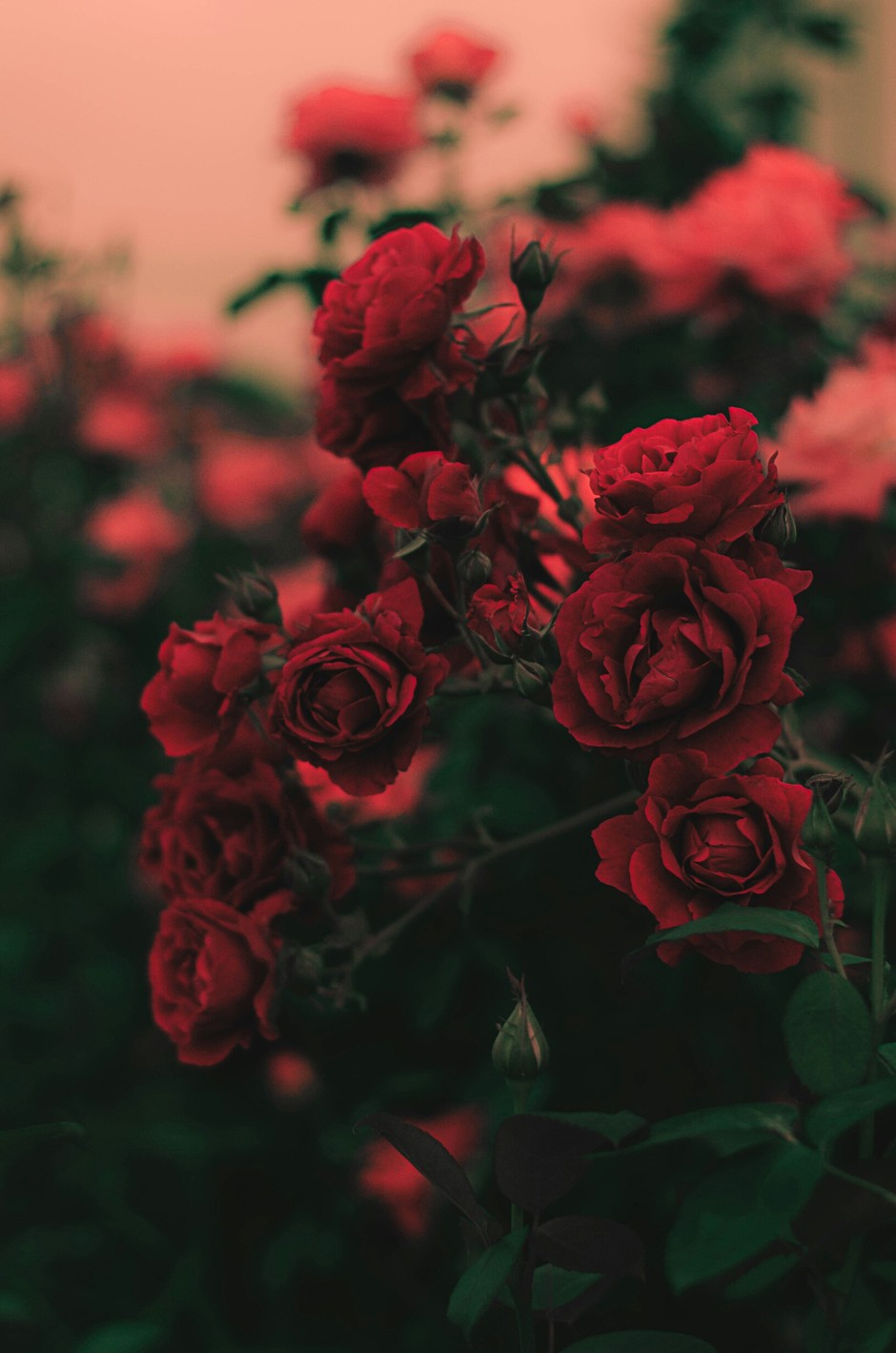 photo de Rose aefdf9a8