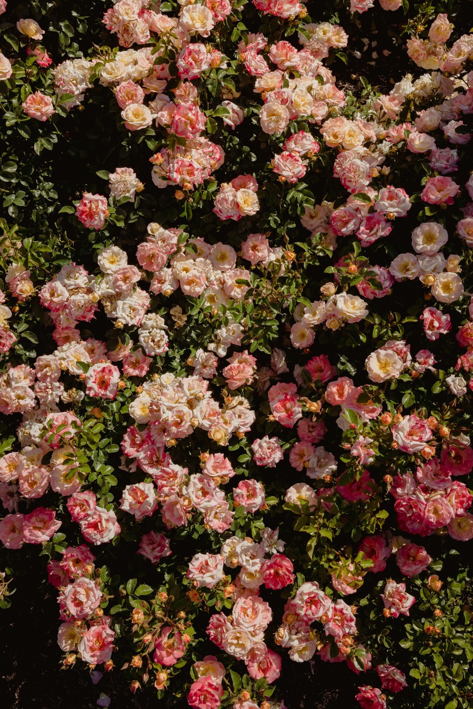 photo de Rose dd8945b9