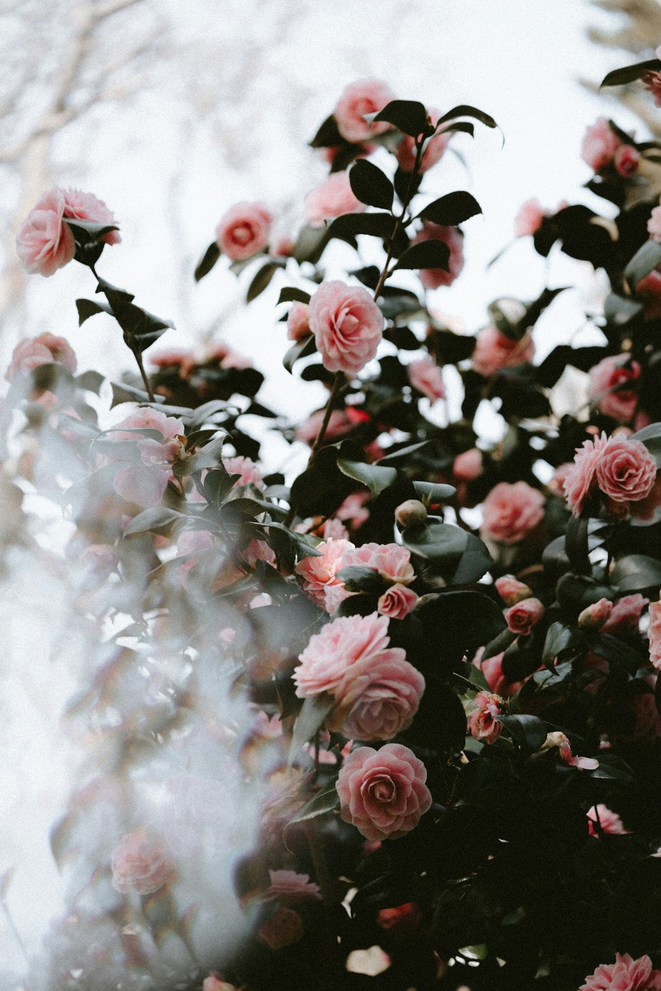 photo de Rose fded73be