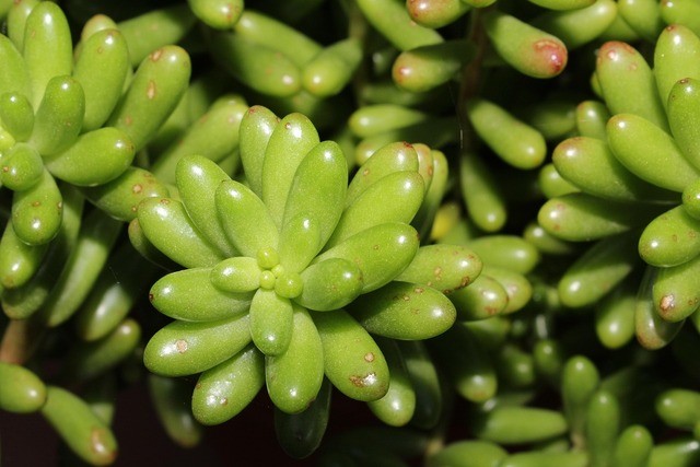 photo de Sedum 5b012ea3