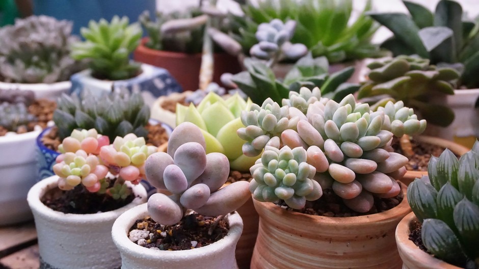 photo de Sedum 70fc1f84