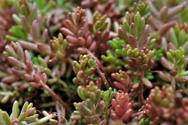 photo de Sedum 83bd1d85