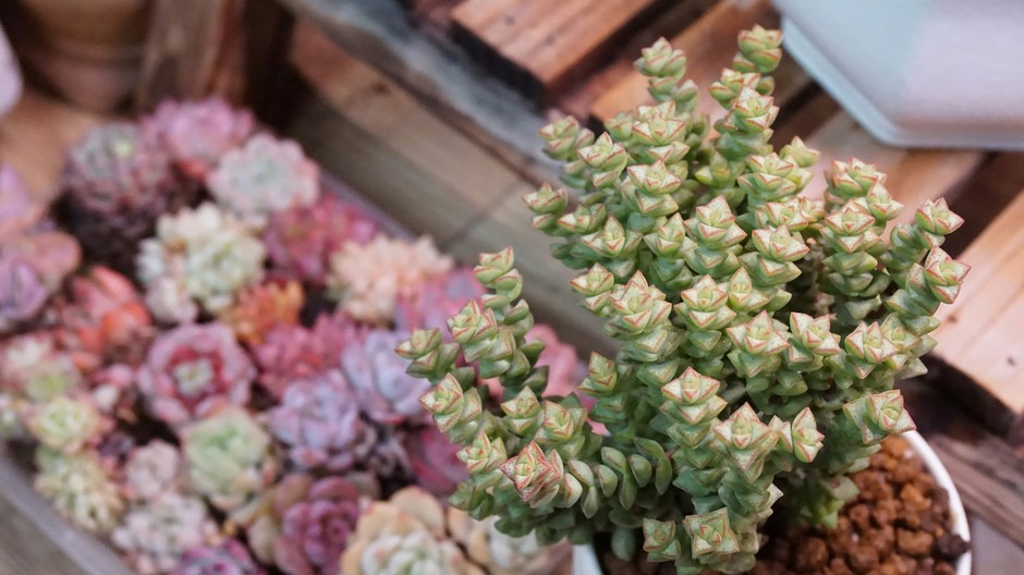 photo de Sedum a9503821