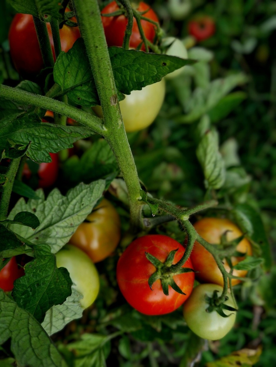 photo de Tomate 2f98d750