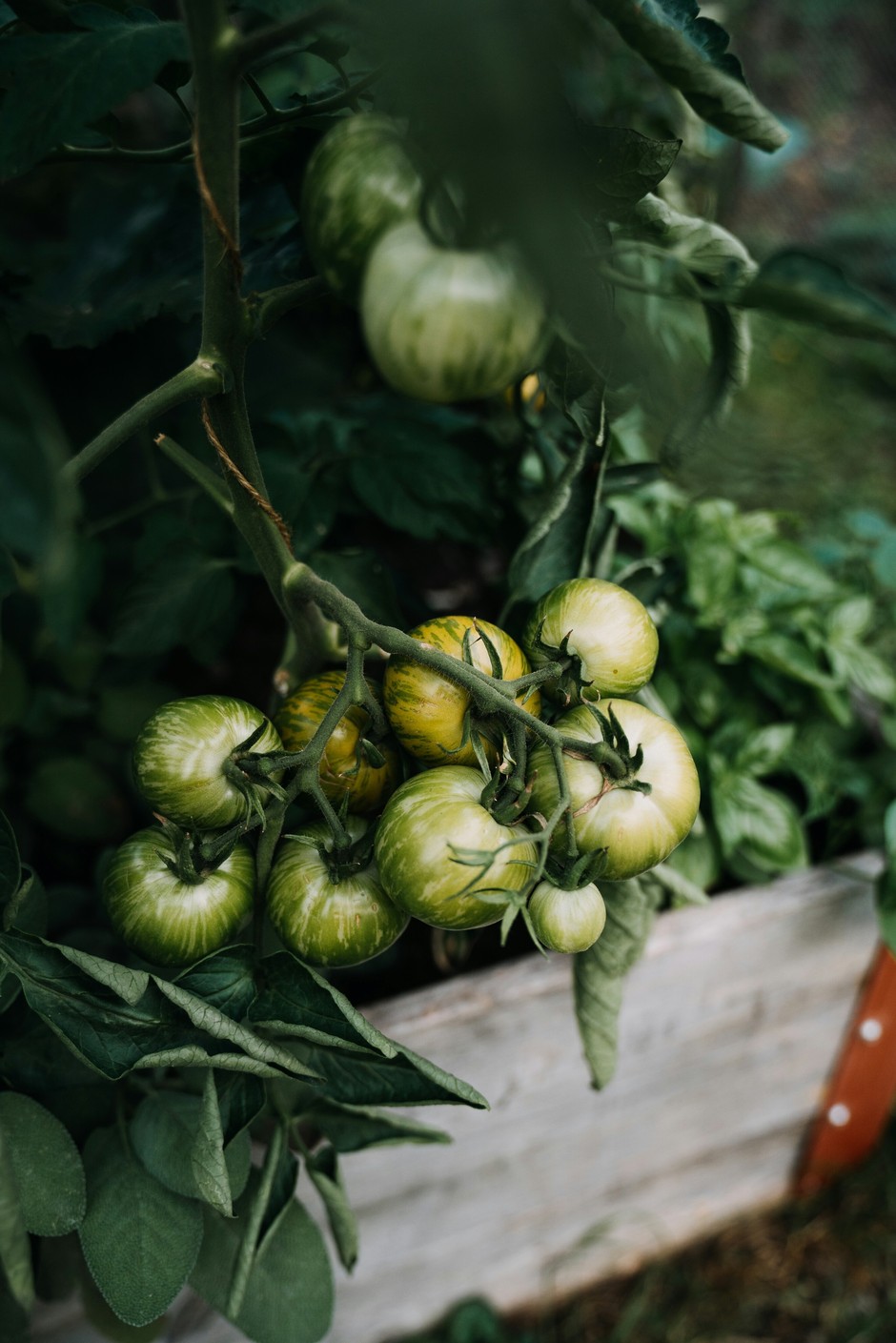 photo de Tomate 49bb6ee2