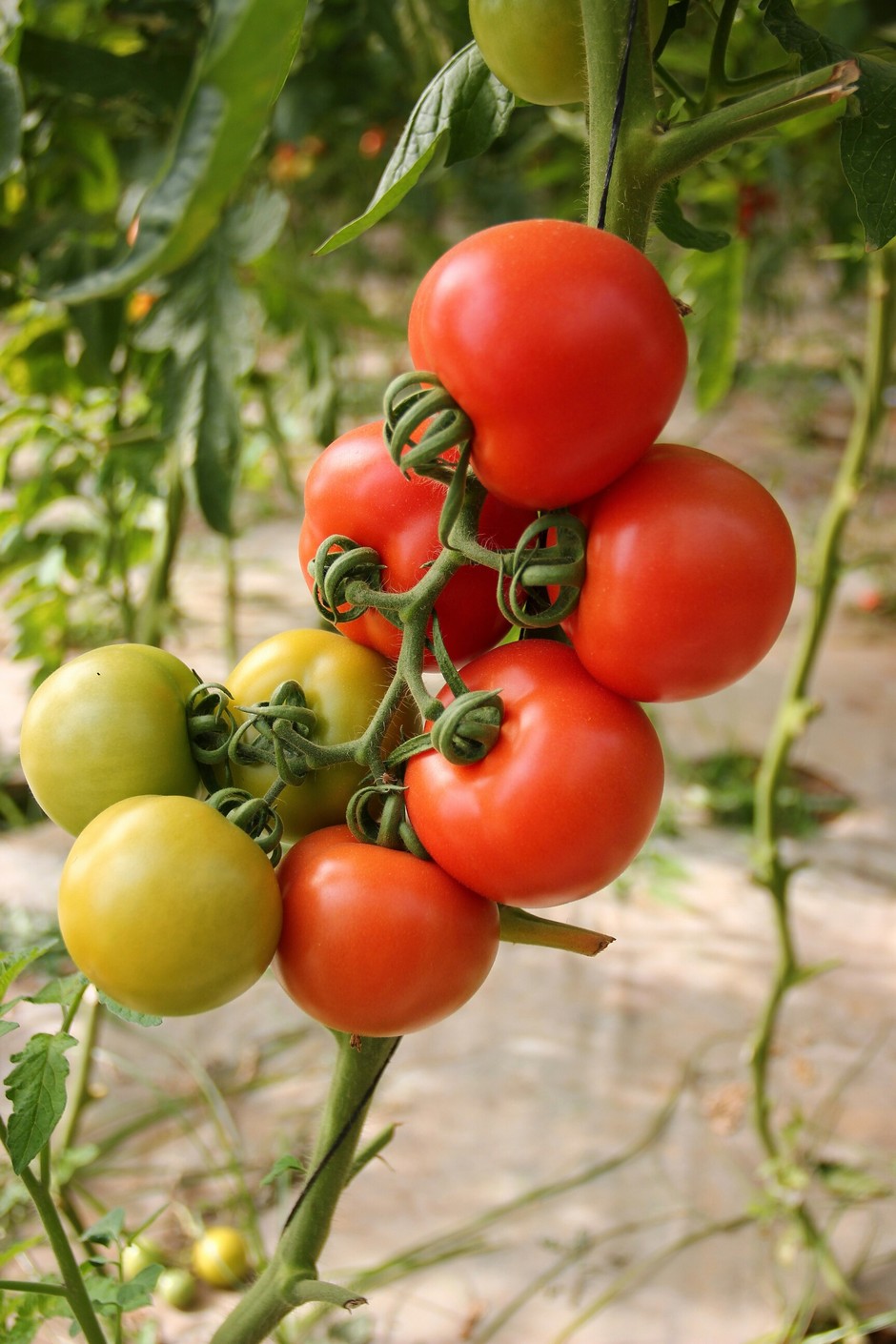 photo de Tomate ce7a0be0