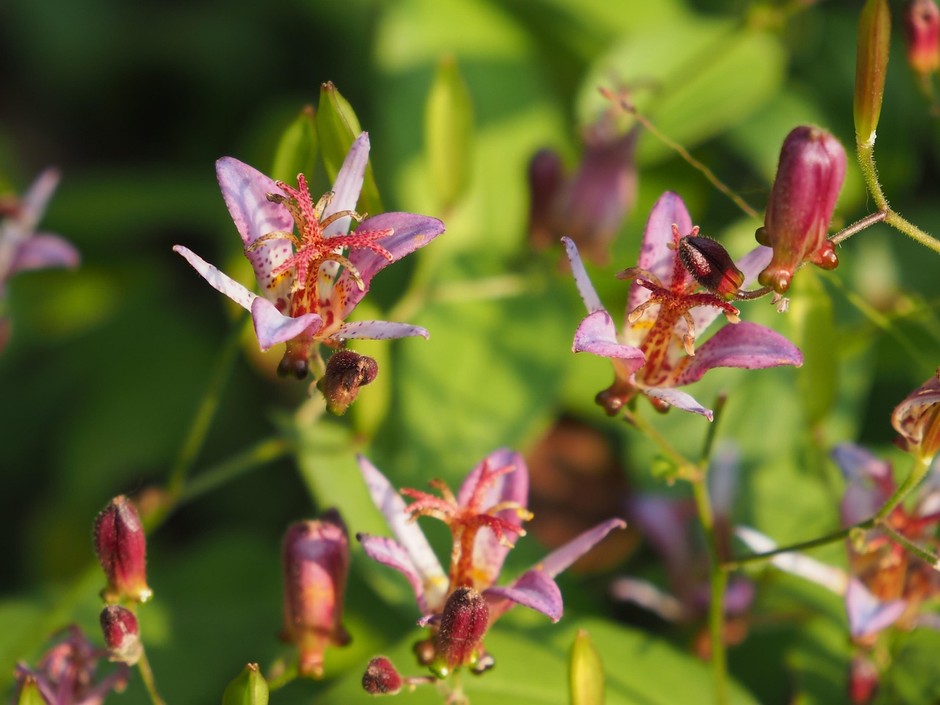photo de Tricyrtis 178bccda