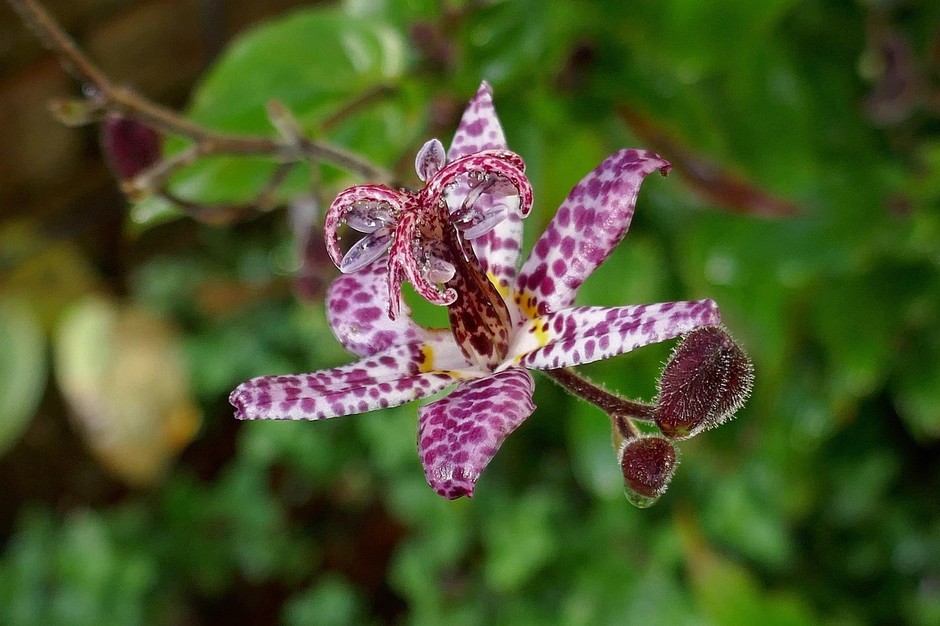 photo de Tricyrtis 36f2a3e7